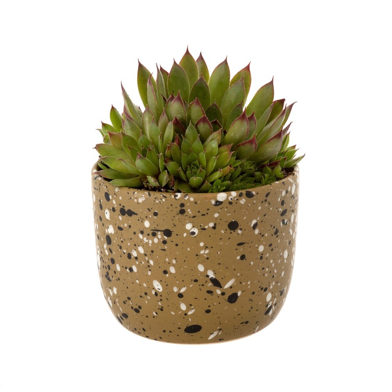 Olive Speckle Pot
