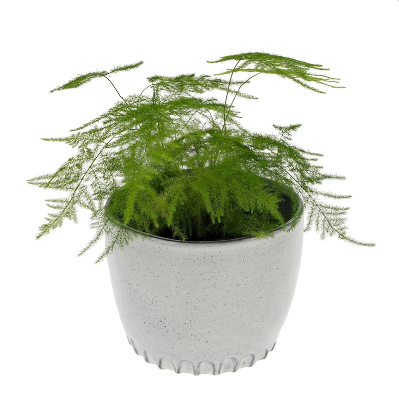 Grey Cultivar Pot