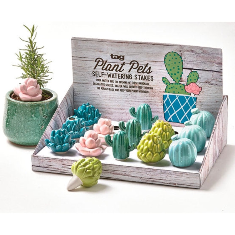 Multi Succulent Plant Pets