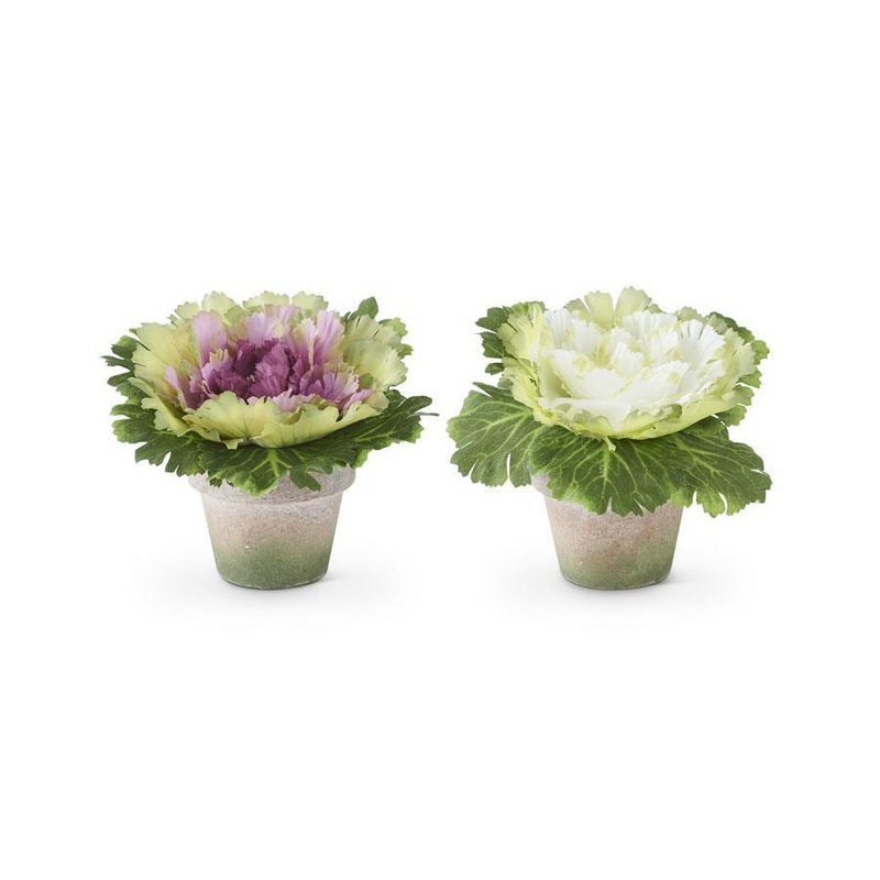 6" Cabbages in Pots