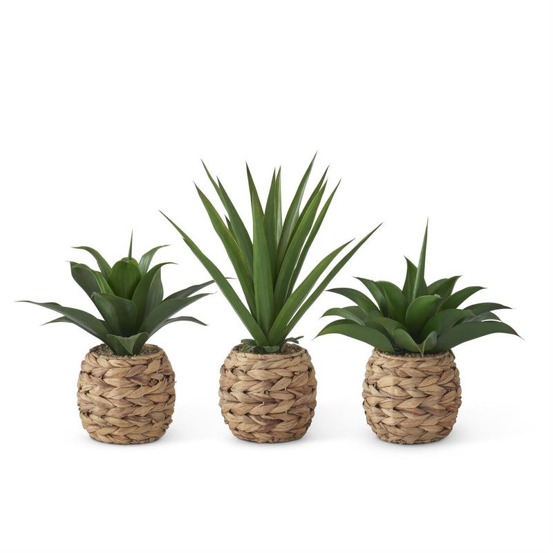 Tropical Foliage Plants in Woven Round Pots w/Faux Rocks